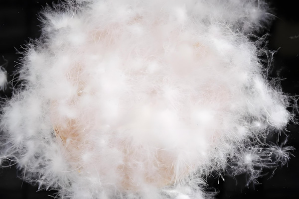 人民日报：羽绒服标识应规范